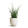 Sansevieria Fernwood Mikado - Snake Plant 1 Sansevieria Fernwood Mikado - Snake Plant -Plant Promotion Store Sansevieria Fernwood Mikado Snake Plant 12x40cm Cas Plant Pot Cool Grey 15x13cm