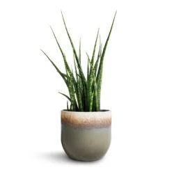 Sansevieria Fernwood Mikado - Snake Plant 12 Sansevieria Fernwood Mikado - Snake Plant -Plant Promotion Store Sansevieria Fernwood Mikado Snake Plant 12x40cm Tarra Plant Pot Forest 15x13cm