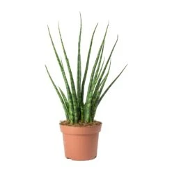 Sansevieria Fernwood Mikado - Snake Plant 11 Sansevieria Fernwood Mikado - Snake Plant -Plant Promotion Store Sansevieria Fernwood Mikado Snake Plant