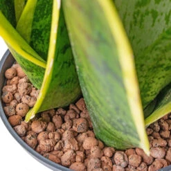 Sansevieria Futura Superba - HydroCare -Plant Promotion Store Sansevieria Futura Superba HydroCare 13 12x25cm 7239