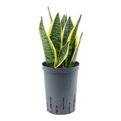 Sansevieria Futura Superba - HydroCare -Plant Promotion Store Sansevieria Futura Superba Hydroculture2