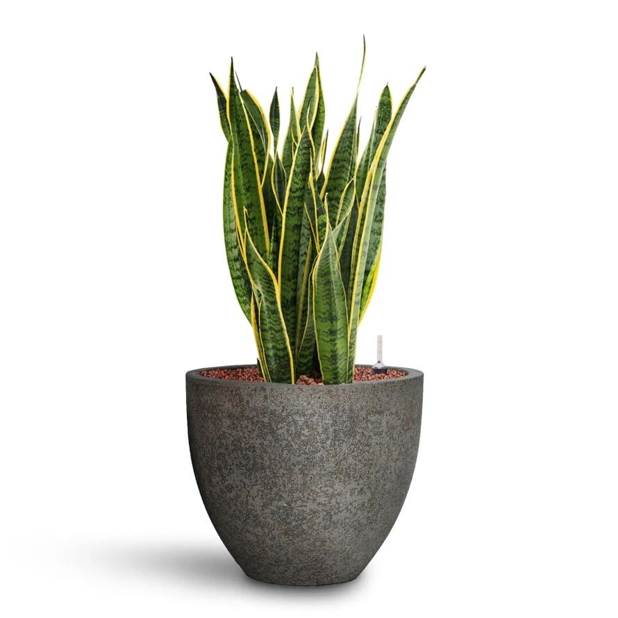 Sansevieria Laurentii - HydroCare 19 Sansevieria Laurentii - HydroCare - Image 17