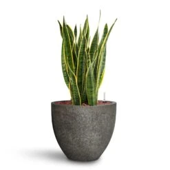 Jesslyn Cement & Stone Plant Pot - Granite Grey 13 Jesslyn Cement & Stone Plant Pot - Granite Grey -Plant Promotion Store Sansevieria Laurentii HydroCare Cement Stone Jesslyn Plant Pot Granite Grey 358d76de 388c 4949 a50d 01281f58f44d