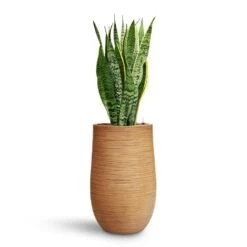 Sansevieria Laurentii - HydroCare 40 Sansevieria Laurentii - HydroCare -Plant Promotion Store Sansevieria Laurentii HydroCare Dune Partner Planter Almond