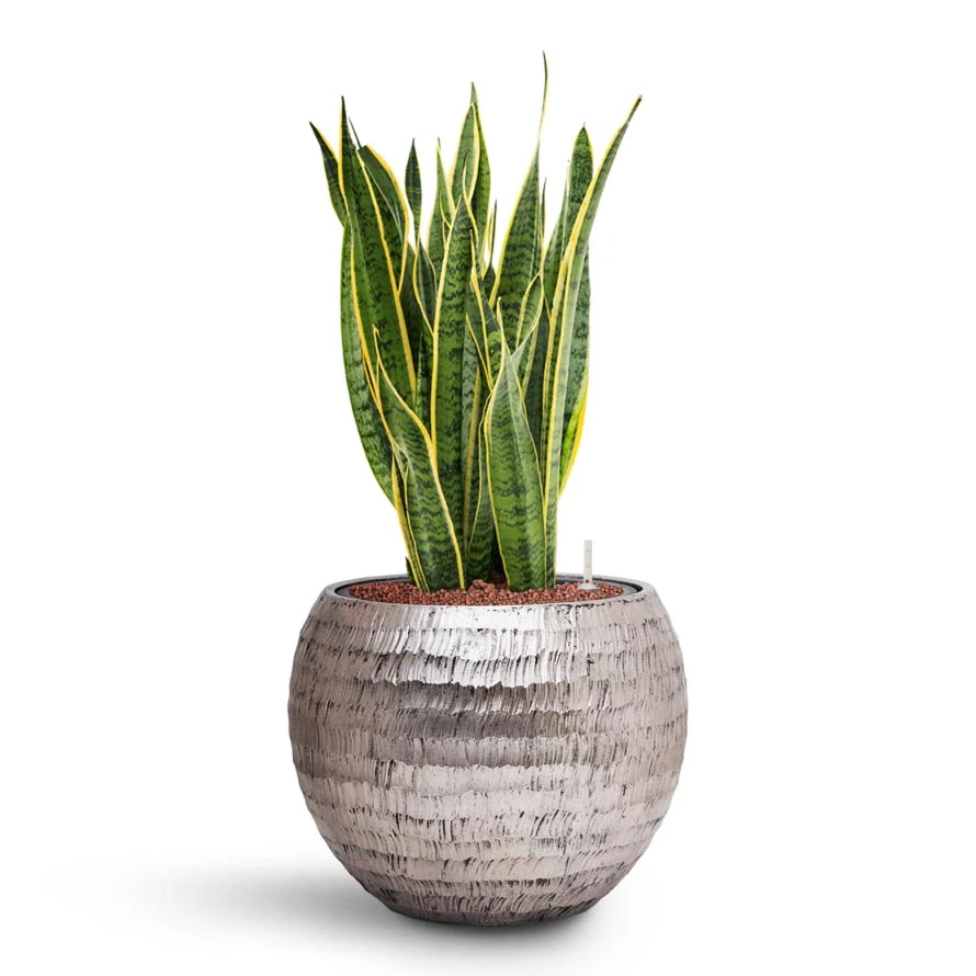 Sansevieria Laurentii - HydroCare 15 Sansevieria Laurentii - HydroCare - Image 13