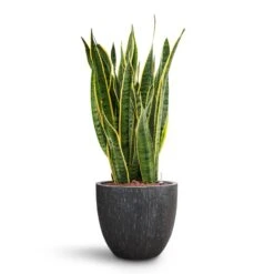 Raindrop Egg Planter - Anthracite 23 Raindrop Egg Planter - Anthracite -Plant Promotion Store Sansevieria Laurentii HydroCare Raindrop Couple Planter Anthracite