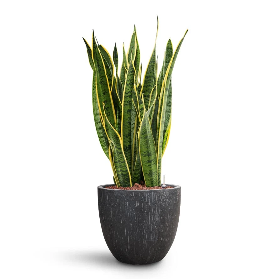 Sansevieria Laurentii - HydroCare 14 Sansevieria Laurentii - HydroCare - Image 12