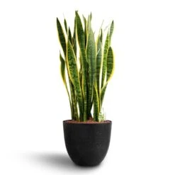 Bola Artstone Plant Pot - Black -Plant Promotion Store Sansevieria Laurentii Hydroculture 28 19 x 80cm Bola Artstone Plant Pot Black 38 x 33cm 6adcfc91 c14a 451c bee3 d66b116ae108