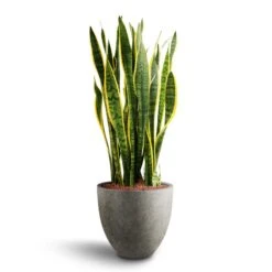 Sansevieria Laurentii - HydroCare 36 Sansevieria Laurentii - HydroCare -Plant Promotion Store Sansevieria Laurentii Hydroculture 28 19 x 80cm Grigio Egg Pot Planter Natural Concrete 40 x 36cm