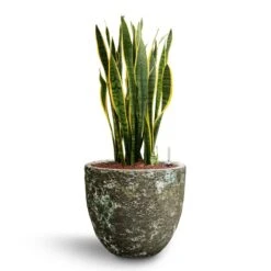 Sansevieria Laurentii - HydroCare 35 Sansevieria Laurentii - HydroCare -Plant Promotion Store Sansevieria Laurentii Hydroculture 28 19 x 80cm Lava Couple Relic Planter Jade 36 x 34cm