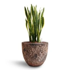 Sansevieria Laurentii - HydroCare 37 Sansevieria Laurentii - HydroCare -Plant Promotion Store Sansevieria Laurentii Hydroculture 28 19 x 80cm Lava Couple Relic Planter Pink 36 x 34cm