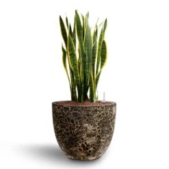 Sansevieria Laurentii - HydroCare 39 Sansevieria Laurentii - HydroCare -Plant Promotion Store Sansevieria Laurentii Hydroculture 28 19 x 80cm Lava Couple Relic Planter Rust 36 x 34cm