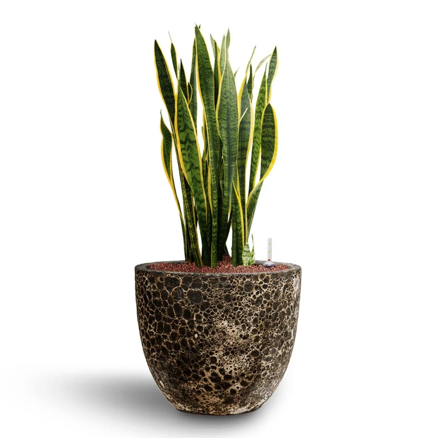 Lava Couple Relic Planter - Black 5 Lava Couple Relic Planter - Black - Image 3