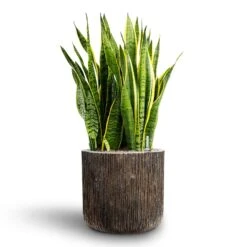 Sansevieria Laurentii - HydroCare 31 Sansevieria Laurentii - HydroCare -Plant Promotion Store Sansevieria Laurentii Hydroculture 28 19 x 80cm Luxe Lite Waterfall Cylinder Planter Bronze 40 x 38cm