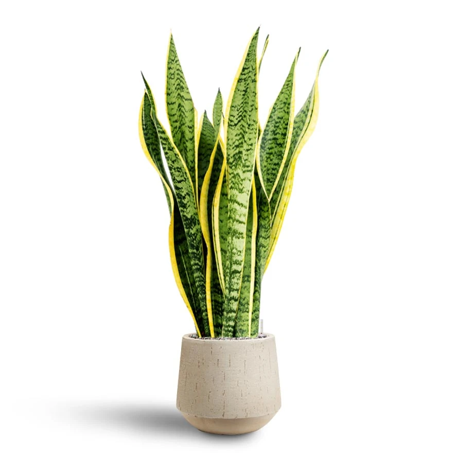 Sansevieria Laurentii - HydroCare 11 Sansevieria Laurentii - HydroCare - Image 9