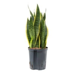 Sansevieria Laurentii - HydroCare 26 Sansevieria Laurentii - HydroCare -Plant Promotion Store Sansevieria Laurentii Hydroculture Indoor Plant Medium