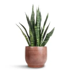 Lykke Plant Pot - Chestnut Blush 17 Lykke Plant Pot - Chestnut Blush -Plant Promotion Store Sansevieria Trifasciata Black Coral Snake Plant 14x50cm Lykke Plant Pot Chestnut Blush 18x16cm 7b48cd1e 6cbf 4c29 9e27 e359b288a10e