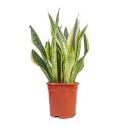 Sansevieria Trifasciata Futura Superba 37 Sansevieria Trifasciata Futura Superba -Plant Promotion Store Sansevieria Trifasciata Futura Superba 17x60cm