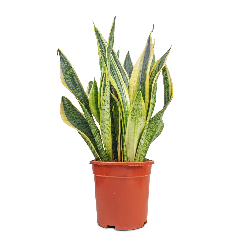 Sansevieria Trifasciata Futura Superba 18 Sansevieria Trifasciata Futura Superba - Image 16