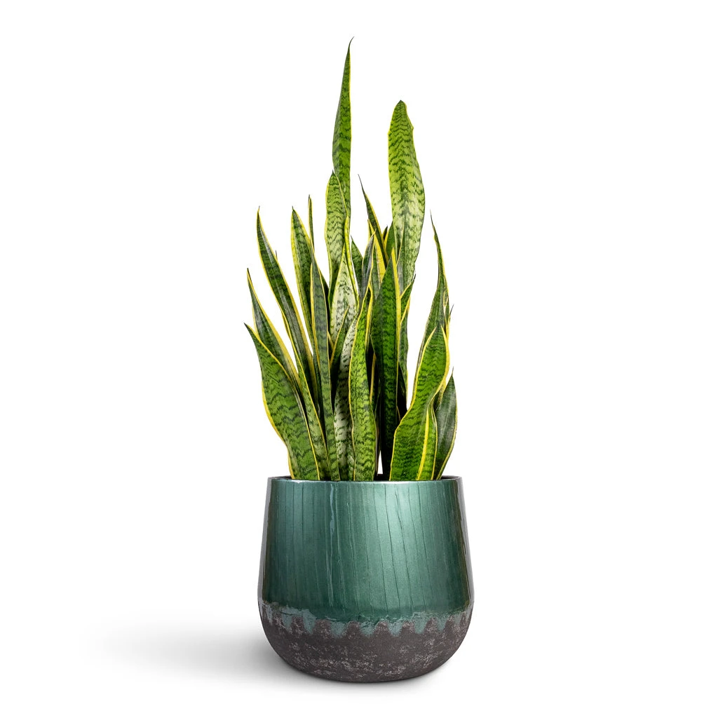 Ninthe Metal Plant Pot - Metallic Petrol 4 Ninthe Metal Plant Pot - Metallic Petrol - Image 2
