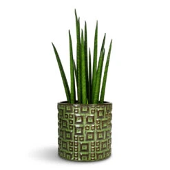 Fiene Plant Pot - Green -Plant Promotion Store Sansevieria bacularis Mikado Snake Plant 12x40cm Fiene Plant Pot Green 14x14cm 1