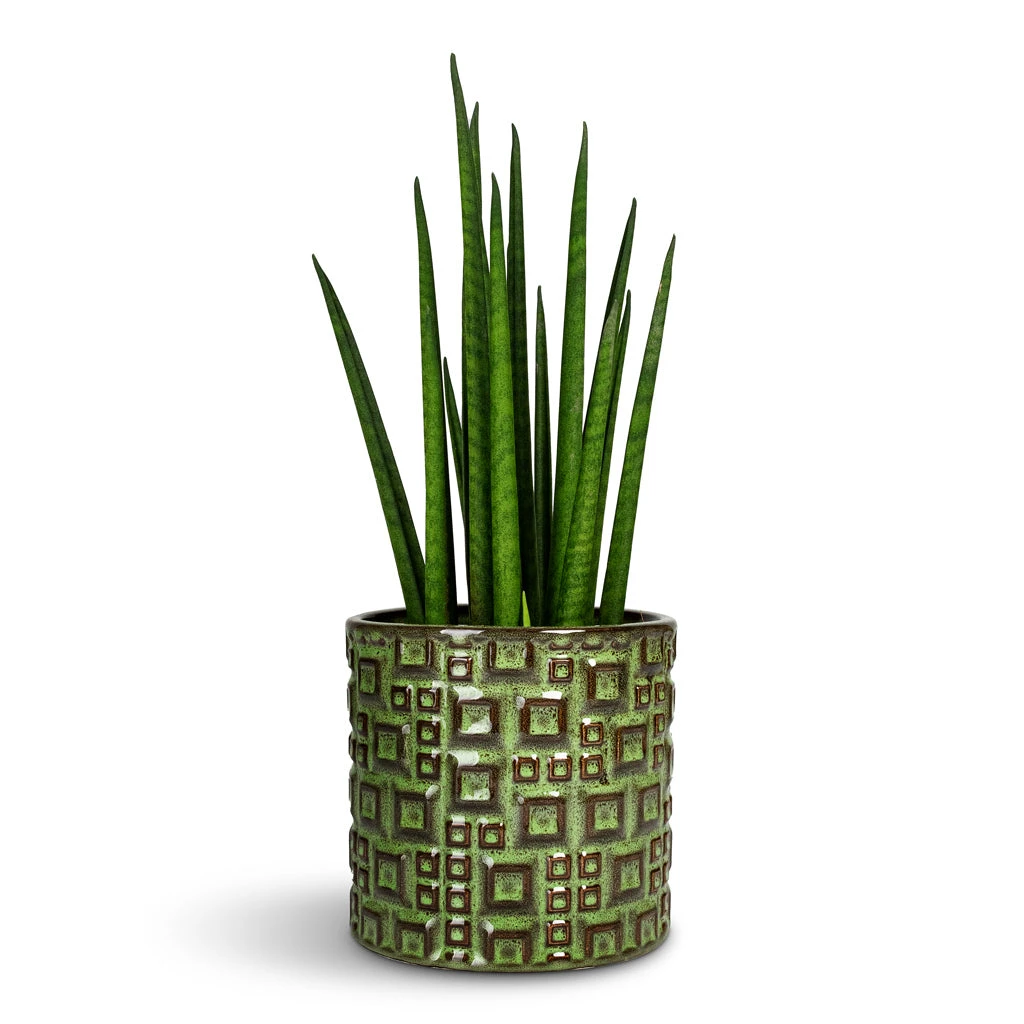 Sansevieria Bacularis Mikado - Snake Plant 4 Sansevieria Bacularis Mikado - Snake Plant - Image 2