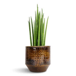 Sanna Plant Pot - Savanna 32 Sanna Plant Pot - Savanna -Plant Promotion Store Sansevieria bacularis Mikado Snake Plant 12x40cm Sanna Plant Pot Savanna 15x13cm 9295d6bf ab6d 4832 b7f2 77be8424131c