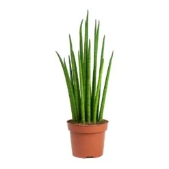 Sansevieria Bacularis Mikado - Snake Plant 13 Sansevieria Bacularis Mikado - Snake Plant -Plant Promotion Store Sansevieria bacularis Mikado Snake Plant