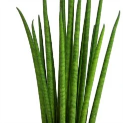Sansevieria Bacularis Mikado - Snake Plant 12 Sansevieria Bacularis Mikado - Snake Plant -Plant Promotion Store Sansevieria bacularis Mikado Snake Plant Stems