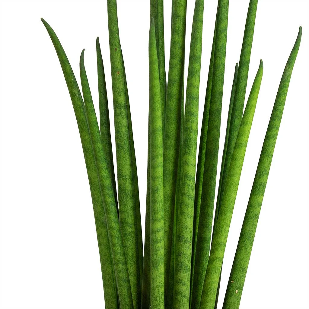 Sansevieria Bacularis Mikado - Snake Plant 6 Sansevieria Bacularis Mikado - Snake Plant - Image 4