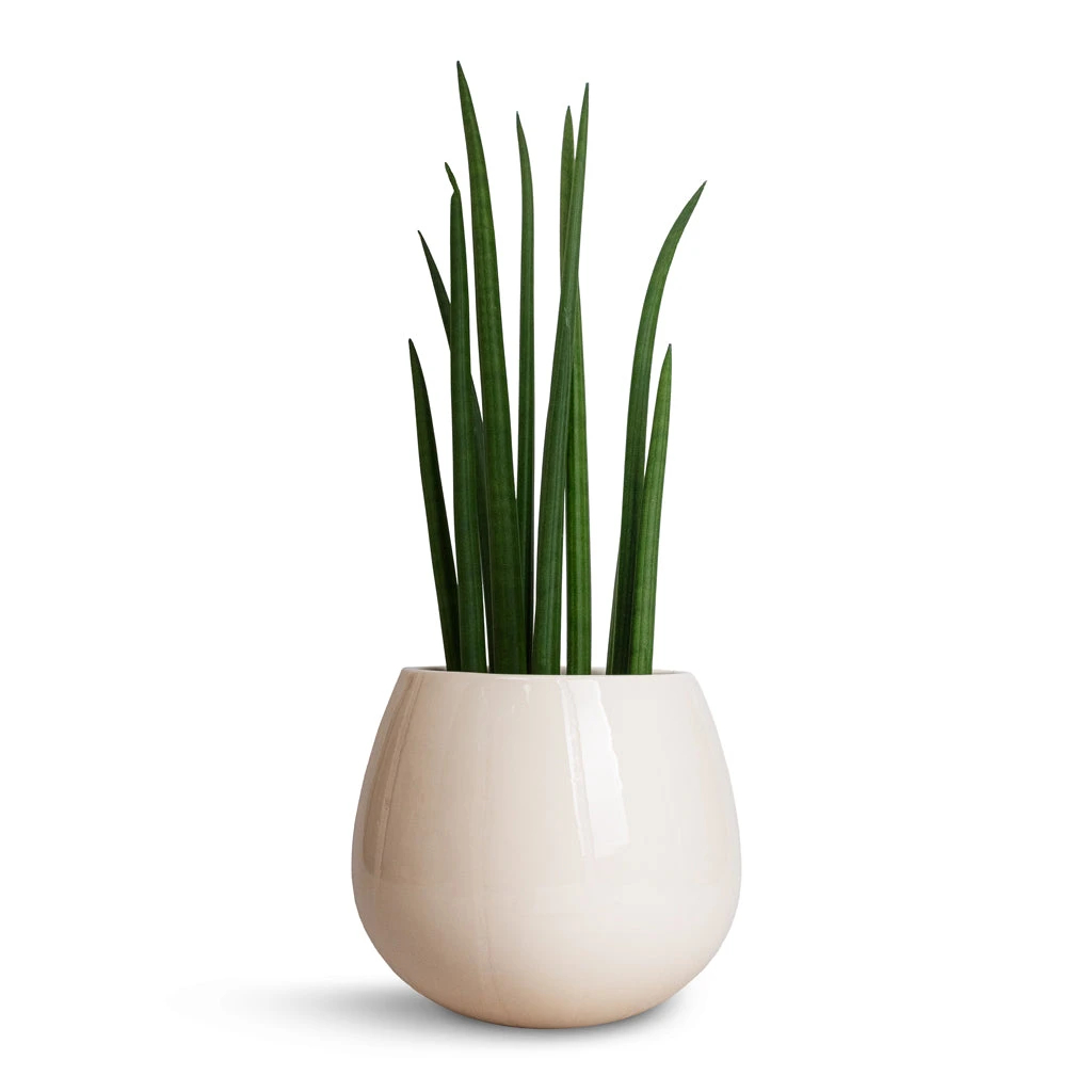Nova Plant Pot - Cream 7 Nova Plant Pot - Cream - Image 5