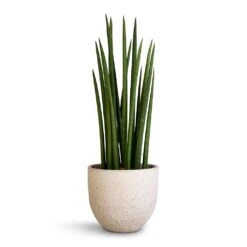 Sansevieria Cylindrica Spikes - Cylindrical Snake Plant -Plant Promotion Store Sansevieria cylindrica Spikes Cylindrical Snake Plant 17x60cm Cas Plant Pot Cool Grey 21x19cm