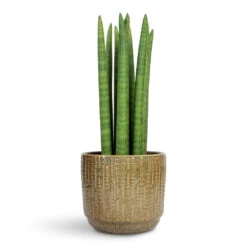 Cille Plant Pot - Forest 13 Cille Plant Pot - Forest -Plant Promotion Store Sansevieria cylindrica Spikes Cylindrical Snake Plant 17x60cm Cille Plant Pot Forest 17x15cm 1