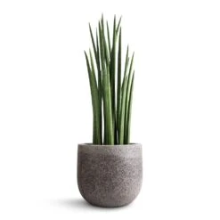 Sansevieria Cylindrica Spikes - Cylindrical Snake Plant -Plant Promotion Store Sansevieria cylindrica Spikes Cylindrical Snake Plant 19x70cm Cody Cement Stone Plant Pot Granite Grey 25x24cm