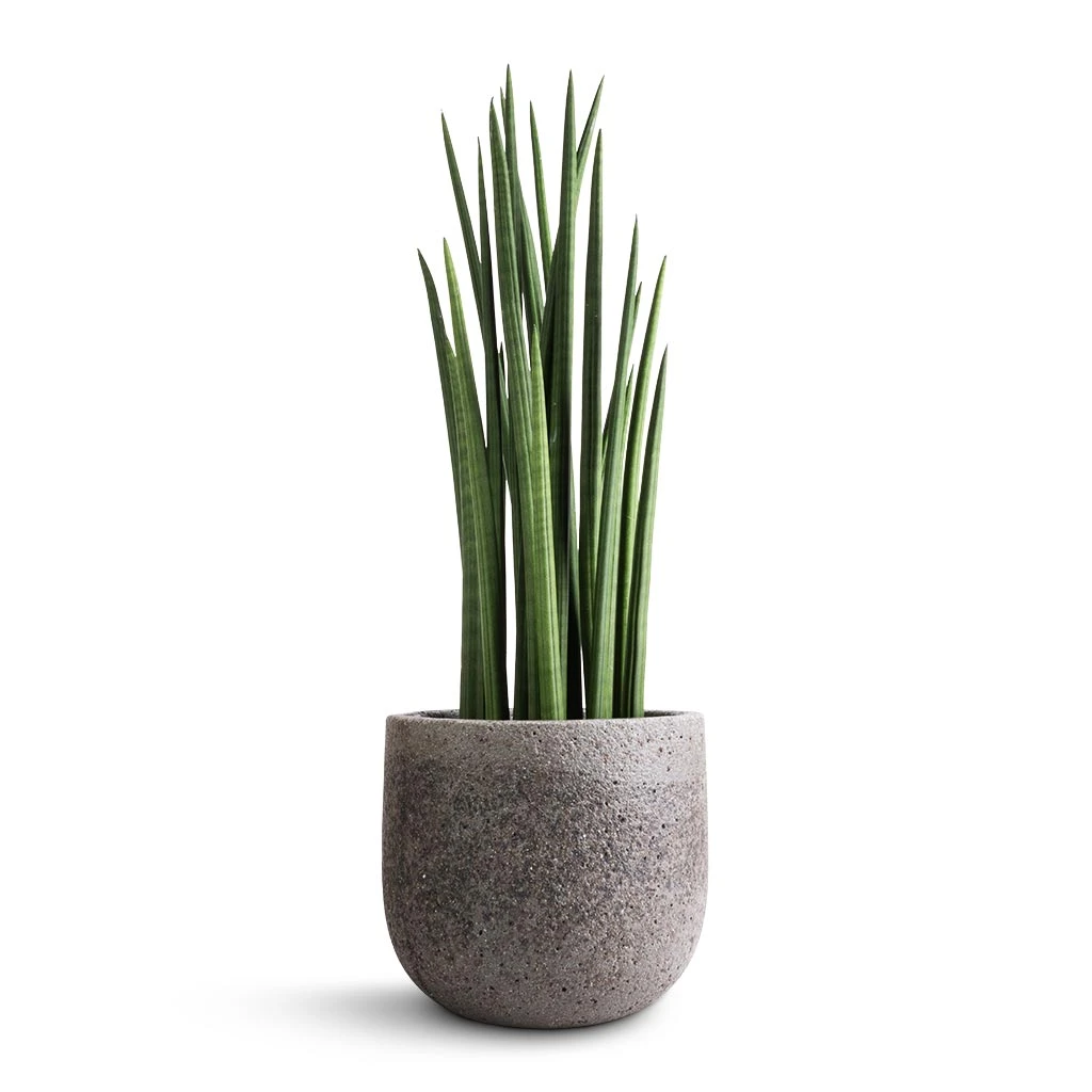 Cody Cement & Stone Plant Pot - Granite Grey 6 Cody Cement & Stone Plant Pot - Granite Grey - Image 4