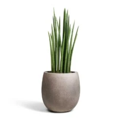 Sansevieria Cylindrica Spikes - Cylindrical Snake Plant -Plant Promotion Store Sansevieria cylindrica Spikes Cylindrical Snake Plant 19x70cm Grigio Balloon Plant Pot Natural Concrete 30x30cm 2c36abbd f4b9 4fe3 8831 1b19b151a043