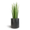Sansevieria Cylindrica Spikes - Cylindrical Snake Plant 1 Sansevieria Cylindrica Spikes - Cylindrical Snake Plant -Plant Promotion Store Sansevieria cylindrica Spikes Cylindrical Snake Plant 19x70cm Puk Natural Planter Matt Black 25x25cm 4fcea58a bd4b 46a2 bda8 75449b81aef2