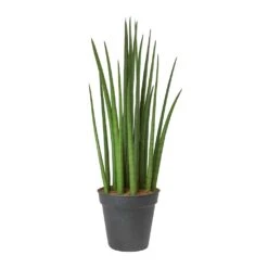 Sansevieria Cylindrica Spikes - Cylindrical Snake Plant -Plant Promotion Store Sansevieria cylindrica Spikes Cylindrical Snake Plant