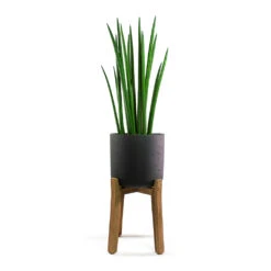 Charlie Plant Pot - Tall Stand - Black Washed -Plant Promotion Store Sansevieria cylindrica Spikes Cylindrical Snake Plant Charlie Plant Pot Tall Stand Black Washed