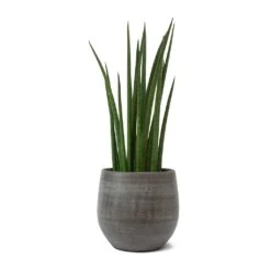 Esra Plant Pot - Mystic Grey -Plant Promotion Store Sansevieria cylindrica Spikes Cylindrical Snake Plant Esra Plant Pot Mystic Grey b3a997ac 50a5 4f4b 8a73 6d335617d86a