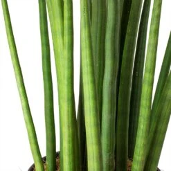 Sansevieria Cylindrica Spikes - HydroCare -Plant Promotion Store Sansevieria cylindrica Spikes Cylindrical Snake Plant Stems 9111f7d6 50a3 4562 abd4 937b98b38a1a