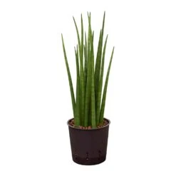 Sansevieria Cylindrica Spikes - HydroCare -Plant Promotion Store Sansevieria cylindrica Spikes Hydroculture 13 12x30cm