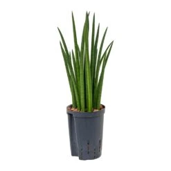 Sansevieria Cylindrica Spikes - HydroCare -Plant Promotion Store Sansevieria cylindrica Spikes Hydroculture 15 19x50cm