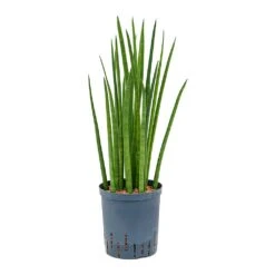 Sansevieria Cylindrica Spikes - HydroCare