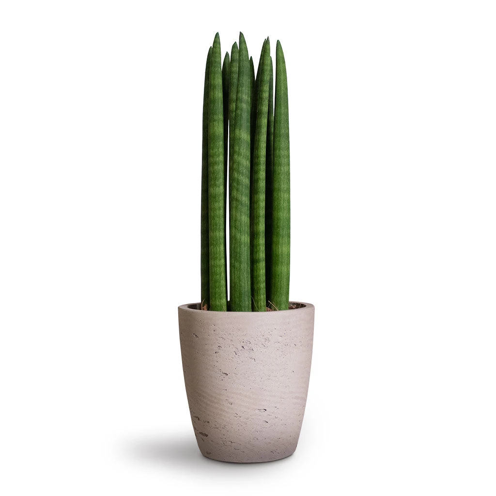 Sansevieria Cylindrica Straight - Cylindrical Snake Plant 3 Sansevieria Cylindrica Straight - Cylindrical Snake Plant