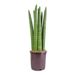 Sansevieria Cylindrica Straight - Cylindrical Snake Plant 21 Sansevieria Cylindrica Straight - Cylindrical Snake Plant -Plant Promotion Store Sansevieria cylindrica Straight Cylindrical Snake Plant 15x50cm