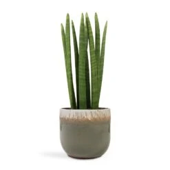 Sansevieria Cylindrica Straight - Cylindrical Snake Plant 24 Sansevieria Cylindrica Straight - Cylindrical Snake Plant -Plant Promotion Store Sansevieria cylindrica Straight Cylindrical Snake Plant 17x60cm Tarra Plant Pot Forest 23x20cm ac02b3bd 0f2f 40f8 9bd0 79b7a1a5b2e2