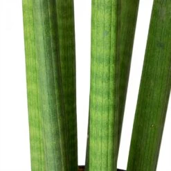 Sansevieria Cylindrica Straight - HydroCare 10 Sansevieria Cylindrica Straight - HydroCare -Plant Promotion Store Sansevieria cylindrica Straight Cylindrical Snake Plant Stems fe23814a f038 468f 92cc 95e4411d36e3