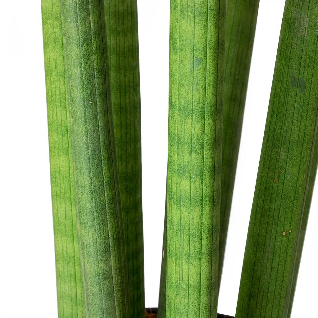Sansevieria Cylindrica Straight - HydroCare 5 Sansevieria Cylindrica Straight - HydroCare - Image 3