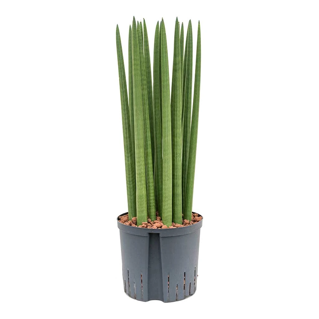 Sansevieria Cylindrica Straight - HydroCare 3 Sansevieria Cylindrica Straight - HydroCare